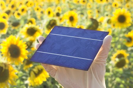 Eine Hand hält ein Solarpaneel in einem Feld mit Sonnenblumen