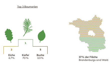 Die Kiefer dominiert Brandenburgs Wälder mit 70 Prozent.