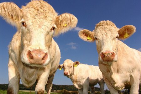 Landwirtschaft in Brandenburg