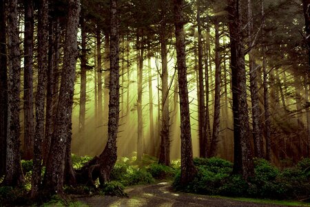 Dunkler Wald
