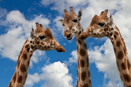 3 Giraffen im Gespräch