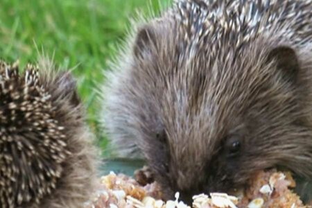 Igel