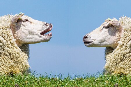 zwei Schafe im Dialog