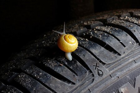 Eine Schnecke auf einem Autoreifen