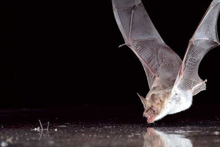 fledermaus