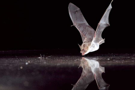 Fledermaus