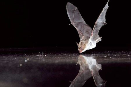 Fledermaus