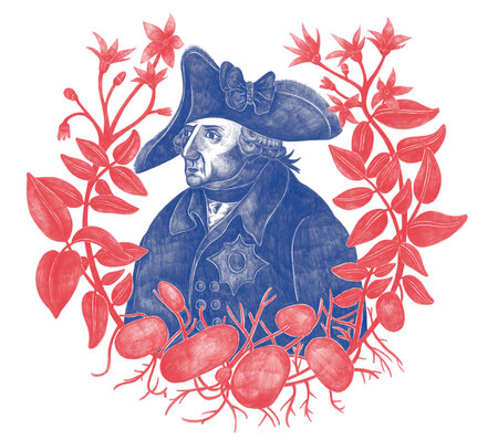 Kartoffelkönig. Illustration: Anne Albert, ByeByeSea.com 