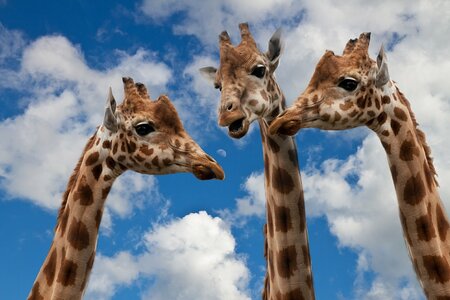 3 Giraffen "unterhalten" sich. Bild: Pixabay, CC0 Creative Commons