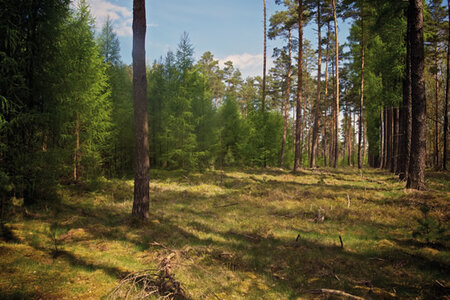 Frühling in Märkisch Oderland. Foto: Oliver Mark