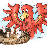 Brandenburg-Adler vor einem Nest mit Wahleiern