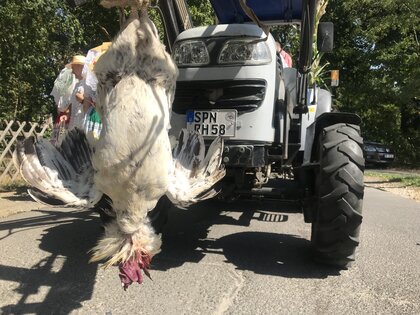 Der Hahn am Traktor