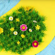 Animation Wiese