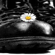 schwarze Stiefel mit Gänseblümchen