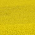 Rapsfeld. Bild: pixabay. CCO