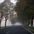 Allee im Havelland. Foto: Oliver Mark