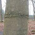 Im Belower Wald. Bild: Theresa