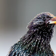 Landvogel in Berlin