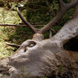 FESTMAHL DER TIERE