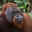 Orang Utan