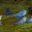Frösche im Moor