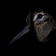 Vogel im Dunkeln