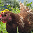 Huhn im Grünen