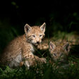 wilde tierkinder
