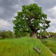 Mythos Deutscher Wald