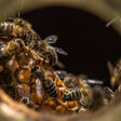 Bienenvolk