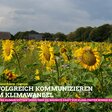 Sonnenblumenfeld