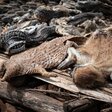 Corona - Das Virus und das Pangolin
