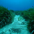 Filmstill: Wunderwelt Seegraswiesen_Credits:HYDRA MARINE SCIENCE_ Christian Lott