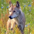 Die Wolfsaga
