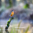 Eisvogel 