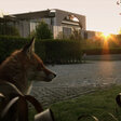 Stadt, Land, Fuchs