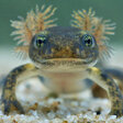 Filmstill_Feuersalamander© Jens Hamann_ WDR  (3).jpg