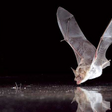Fledermaus