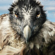 Vogelperspektiven
