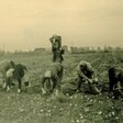„Sozialismus auf dem Lande. Die Kollektivierung der DDR-Landwirtschaft 1952/53“