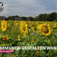 Kommunaltag Sonnenblumenfeld