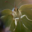 Naturwunder Gemüsegarten
