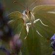 Libelle in der Wiese