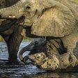 Tierisch gute Eltern