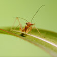 Insekten