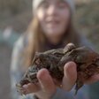 Frosch Molch Kröte