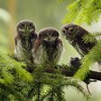 Filmstill: Der Harz - Wildnis mitten in Deutschland