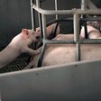 Wen dürfen wir essen?