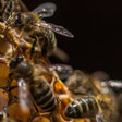 Ziemlich wilde Bienen