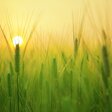 Gerstenfeld mit aufgehender Sonne